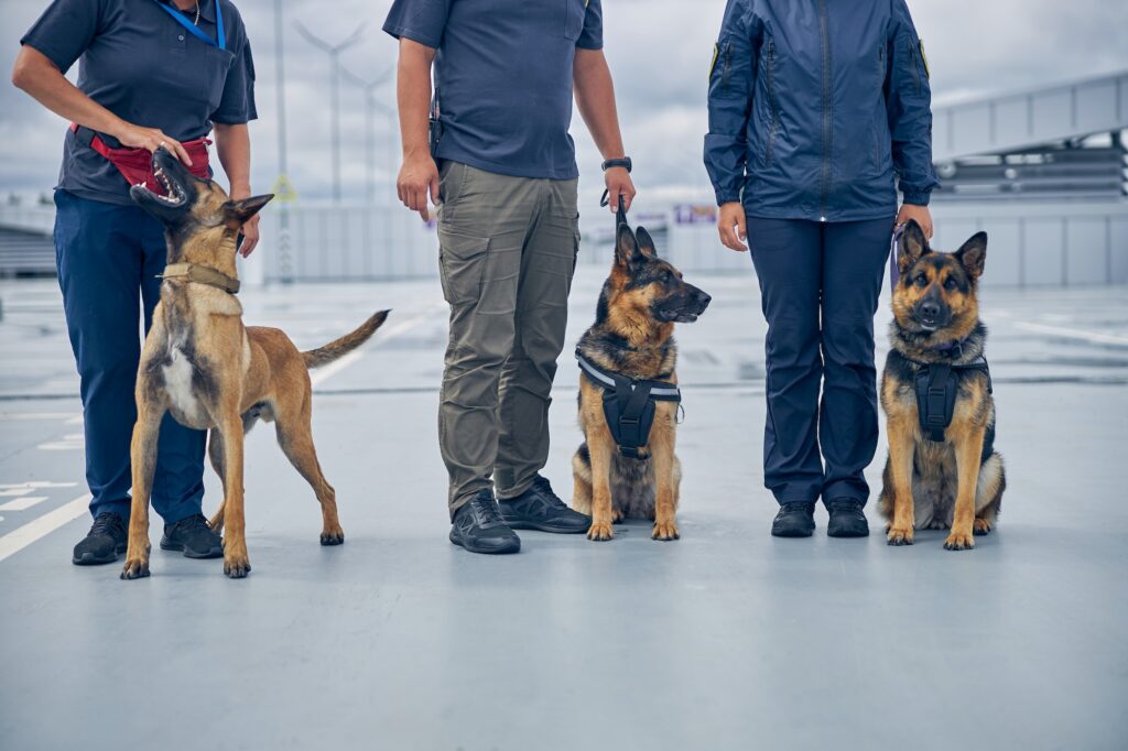 Officers with security police dogs standing in airfield